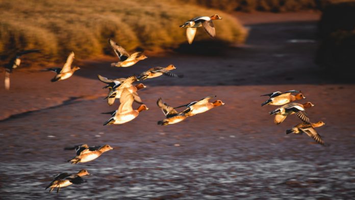 Flying,Wigeons,(mareca),In,The,Estuary,Of,The,River,Otter