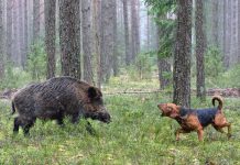 Toscana, precisazioni dalla regione per il controllo del cinghiale