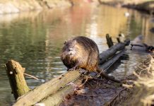 Guerra aperta alle nutrie nel Lecchese