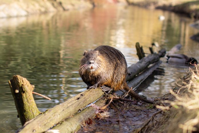 Nutria,,Myocastor,Coypus,Or,River,Rat,The,Wild,Near,The