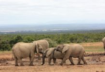 Elefantesse senza zanne in Mozambico
