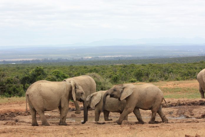 African,Elephants,Addo,Park