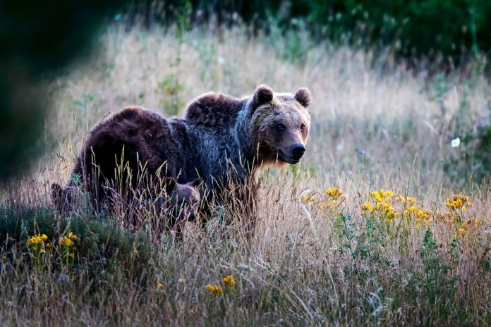 Marsican,Bear,,A,Typical,Species,Of,Central,Italy.,A,Mother