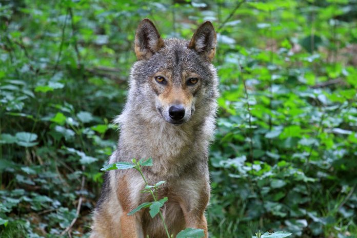 Italian,Wolf,In,Brenta,Dolomites,,Trentino,Region,,Italy