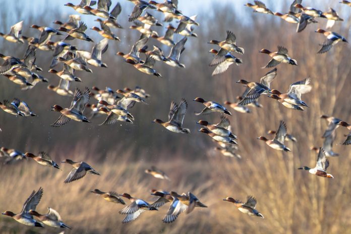 Migrating,Ducks,Are,Leaving,For,The,Southern,Hibernating,Areas,In