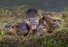 Lombardia, approvato piano di controllo per la nutria nutrie Lombardia