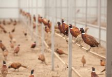 Scoperti due casi di influenza aviaria in Toscana
