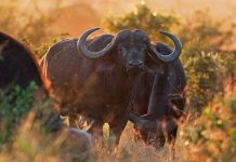 L’Europa toglie i finanziamenti ambientali alla Tanzania?