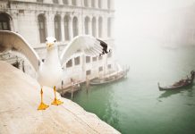Venezia: guerra ai gabbiani con le pistole (ad acqua)