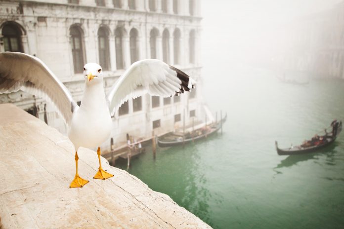 Sea,Gulls,In,Venice,On,Winter,Foggy,Day,,Italy