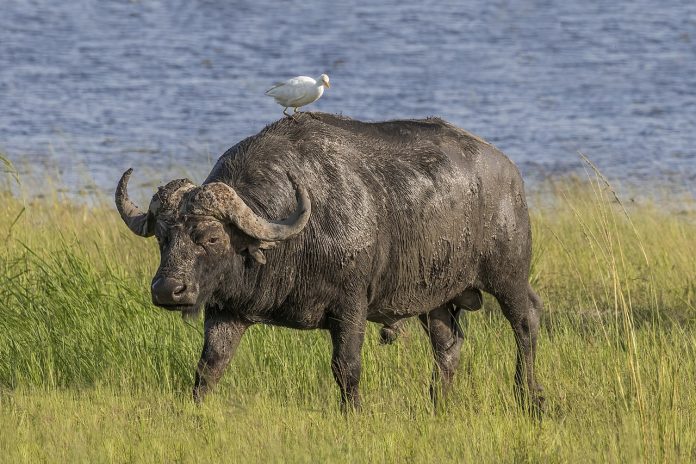 Bufalo