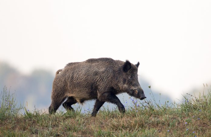 Wild,Boar,(sus,Scrofa,Ferus),Walking,On,Meadow,In,Late
