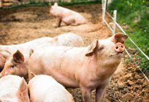 La peste suina nel primo allevamento di maiali