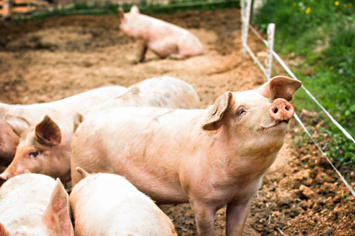 Pigs,On,The,Farm.,Happy,Pigs,On,Pig,Farm,With