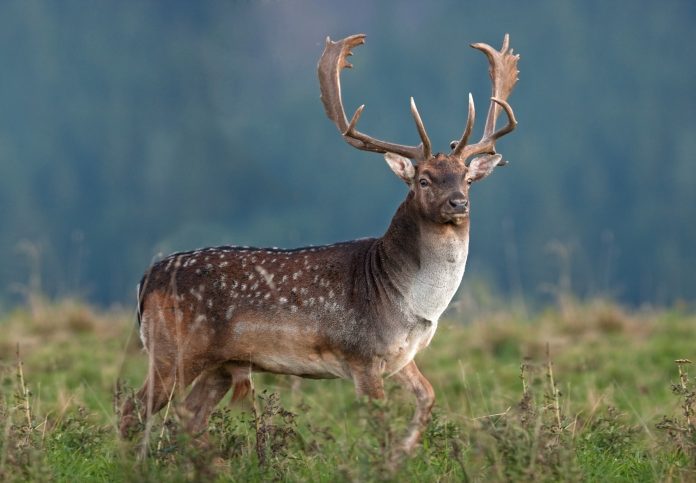 Fallow,Deer,,Dama,Dama,,Czech,Republic
