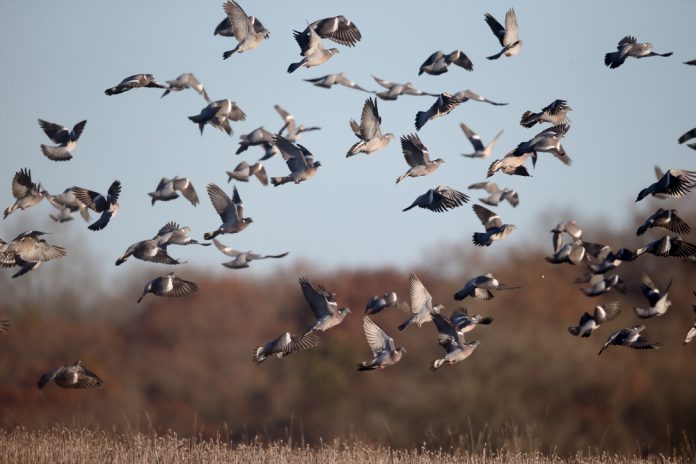 Wood,Pigeon,,Columba,Palumbus,,Group,Of,Birds,In,Flight,,Warwickshire,
