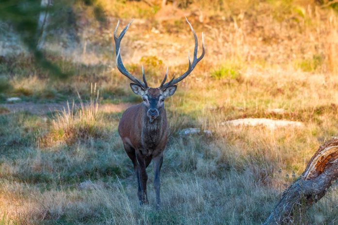 Red,Deer,Stag,(cervus,Elaphus),Walking,Towards,Camera,In,An