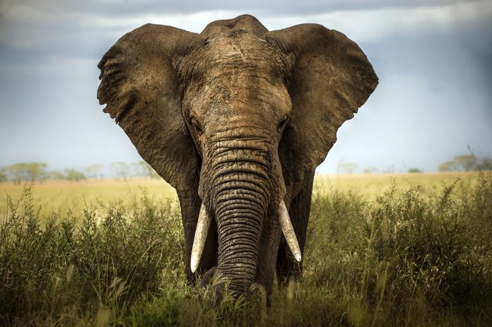 Background,Elephant