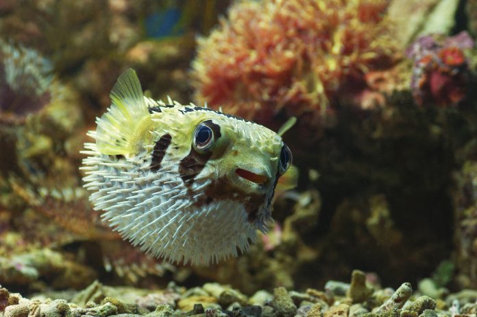 Macro,Close,Up,Of,Porcupine,Pufferfish.,Marine,Fish