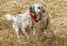 Benelli Caddy: un assistente ancora più efficiente Collare Gps Benelli Caddy