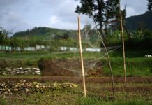 Roccoli: le “cattedrali verdi d’Europa”