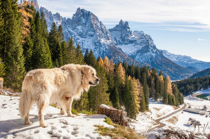 Mountain,Rescue,Dog,That,Observes,The,Snow-covered,Valley,From,Above