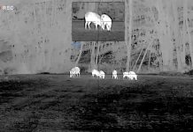 Selezione al cinghiale: il modello Bergamo