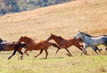 Troppi cavalli in Australia, parte il piano di eradicazione