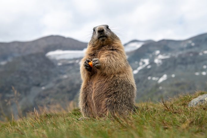 Marmotta