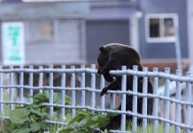 Orsi: un problema anche in Giappone