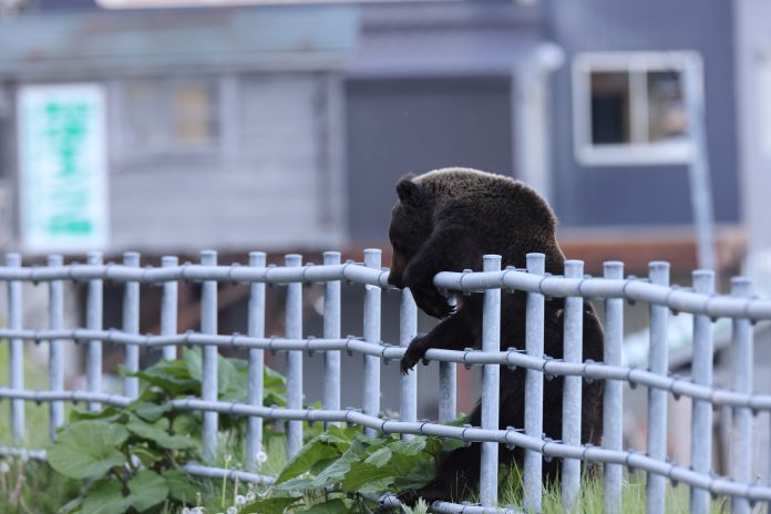 Ussuri,Brown,Bear,Ursus,Arctos,Lasiotus.,Shiretoko,National,Park.,Shiretoko