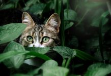 Il predatore totale: il gatto