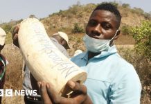 Nigeria, ennesimo avorio-show