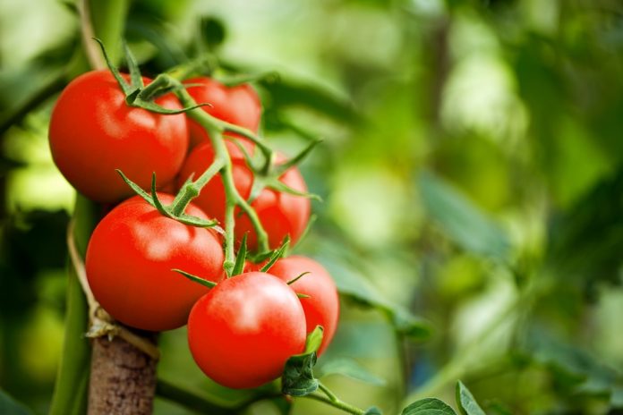 Pomodori