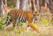 Nepal: tigri in surplus