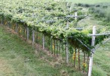 Escalation animalista: distrutte le vigne della famiglia Fugatti