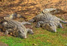 Coccodrilli killer in Zambia