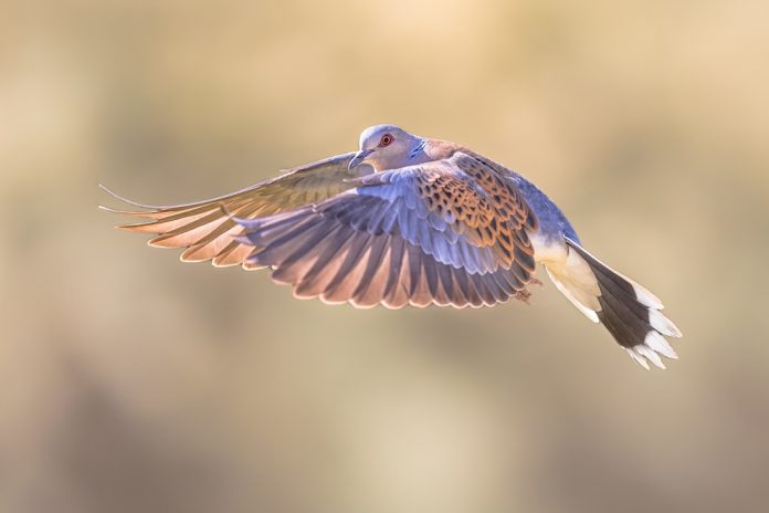 Turtle,Dove,(streptopelia,Turtur),Flying,On,Bright,Background,In,Natural