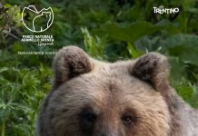 La “guida all’orso” del Parco Adamello-Brenta
