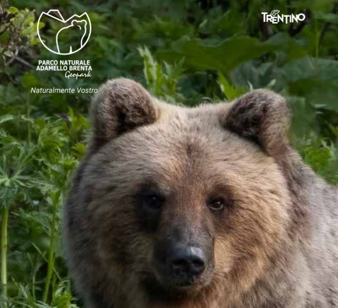 Guida orso