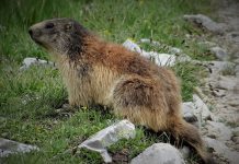 Marmotte alimentate… a biscotti