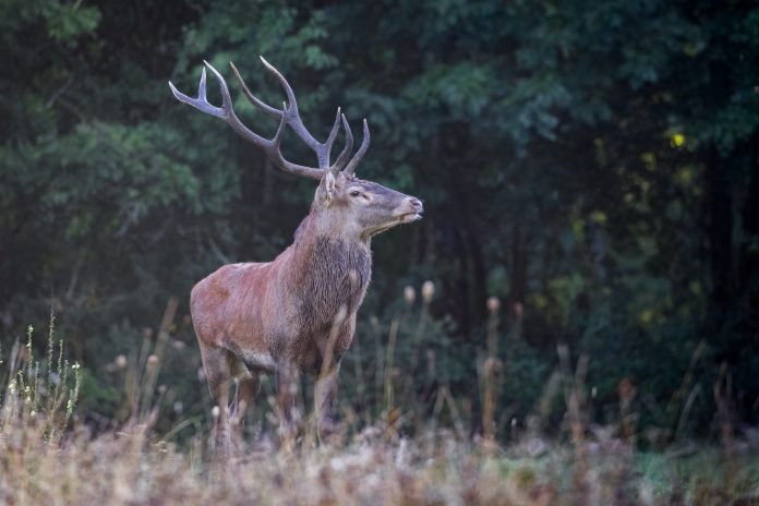 Red,Deer,Standing,In,Abruzzo,National,Park,,Italy
