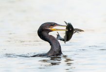Cormorani: due soluzioni agli antipodi per un solo problema