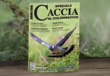 Caccia al colombaccio, lo speciale di Armi e Tiro