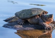 Palude di Torre Flavia: da zona di caccia a riserva… di specie dannose!