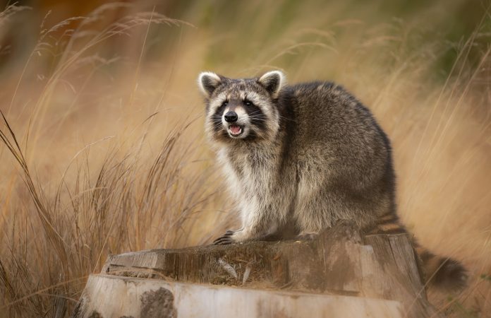 Racoon,(,Procyon,Lotor,),Close,Up