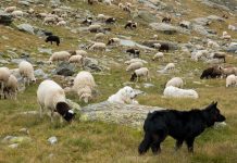 Cani da pastore contro i lupi: le contraddizioni